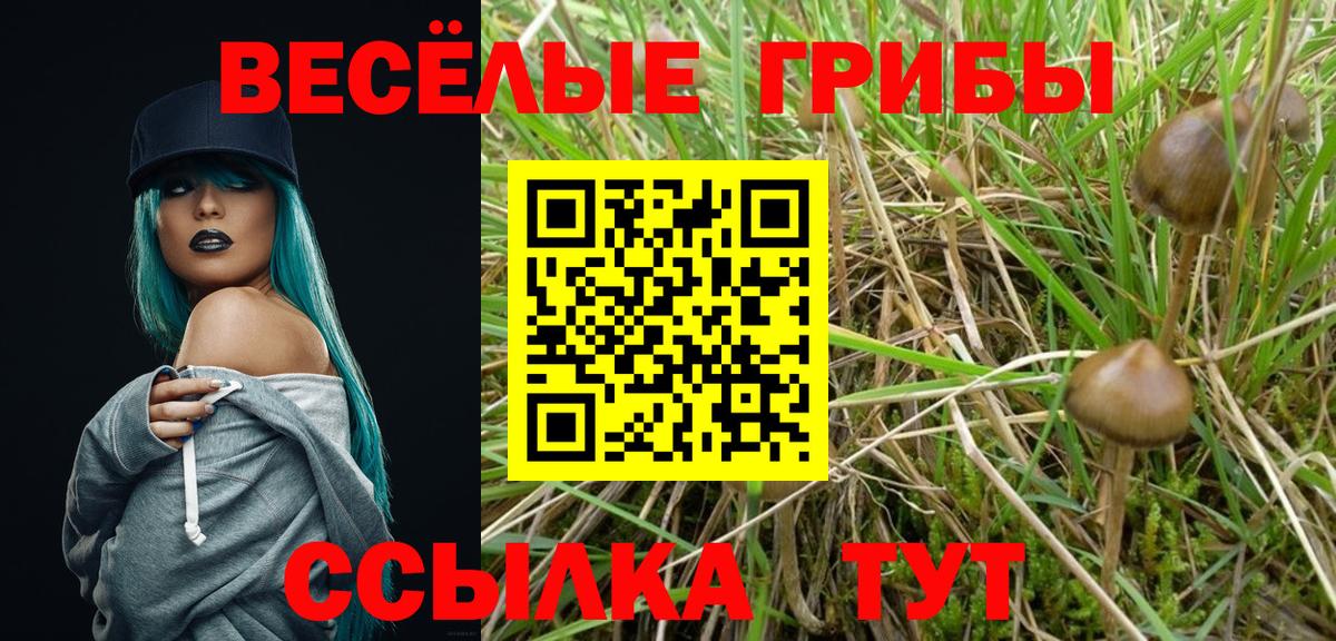 Россия  где продают   Вход с VPN  Галлюциногенные грибы Psilocybine cubensis 